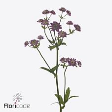 Срезанные цветы оптом Astrantia star of desire от 100шт из Голландии с доставкой по России
