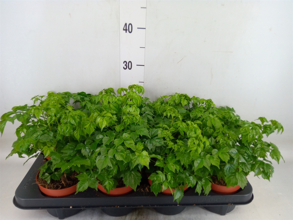 Горшечные цветы и растения оптом Radermachera Sinica от 8шт из Голландии с доставкой по России