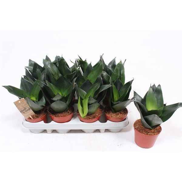 Горшечные цветы и растения оптом Sansevieria Hahnii Black от 12шт из Голландии с доставкой по России