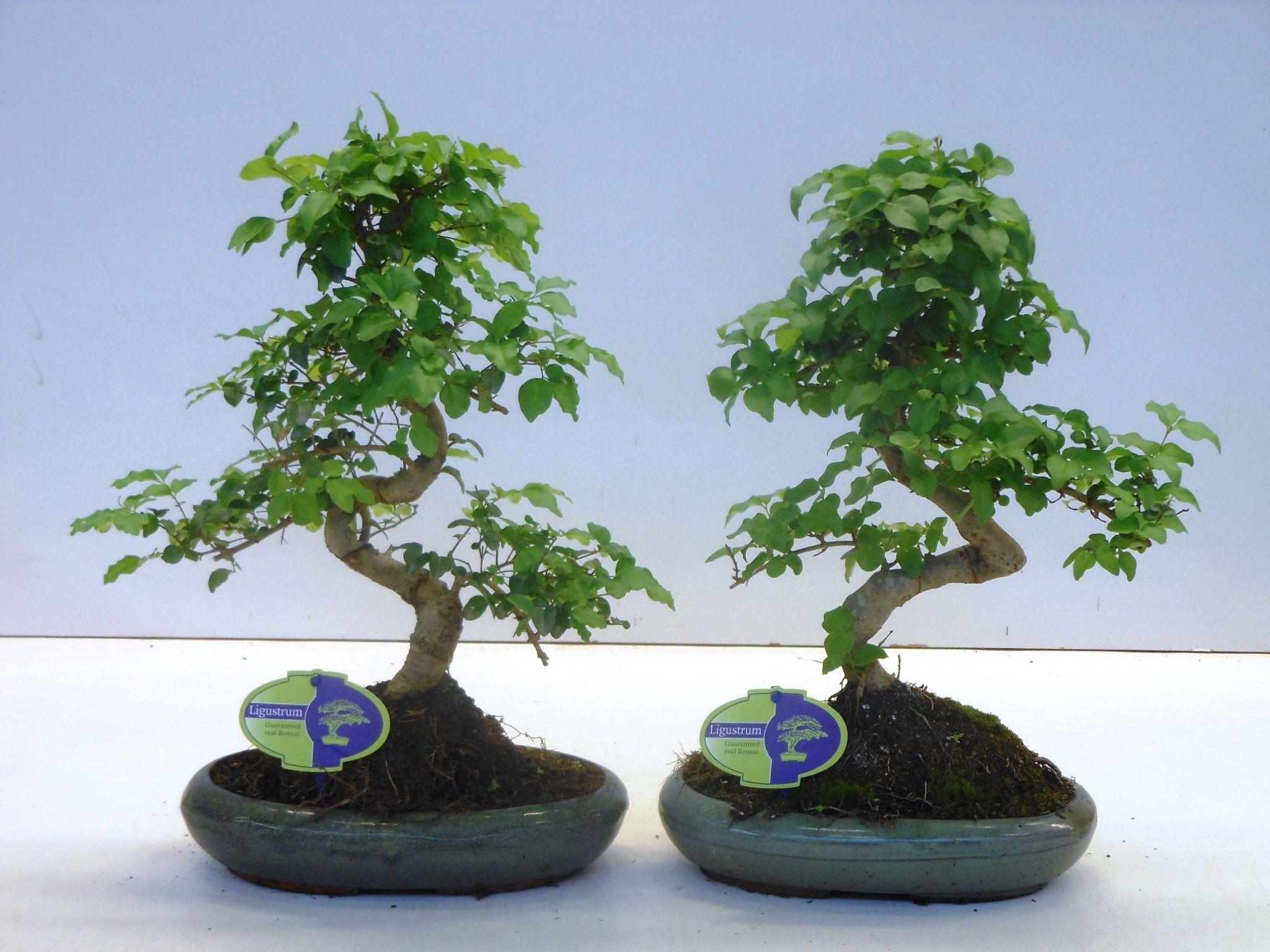 Горшечные цветы и растения оптом Bonsai Ligustrum Sinensis, Without от 4шт из Голландии с доставкой по России