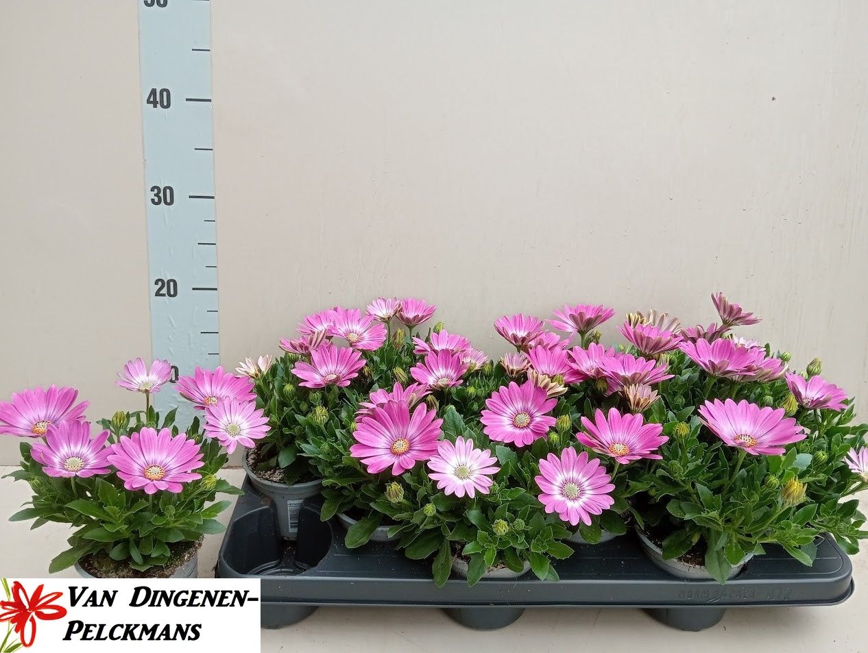 Горшечные цветы и растения оптом Osteo Fp Pink Orbit от 12шт из Голландии с доставкой по России