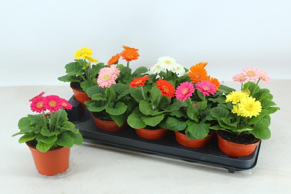 Горшечные цветы и растения оптом Gerbera Sundayz Mix 2+ от 10шт (для телеги) из Голландии с доставкой по России