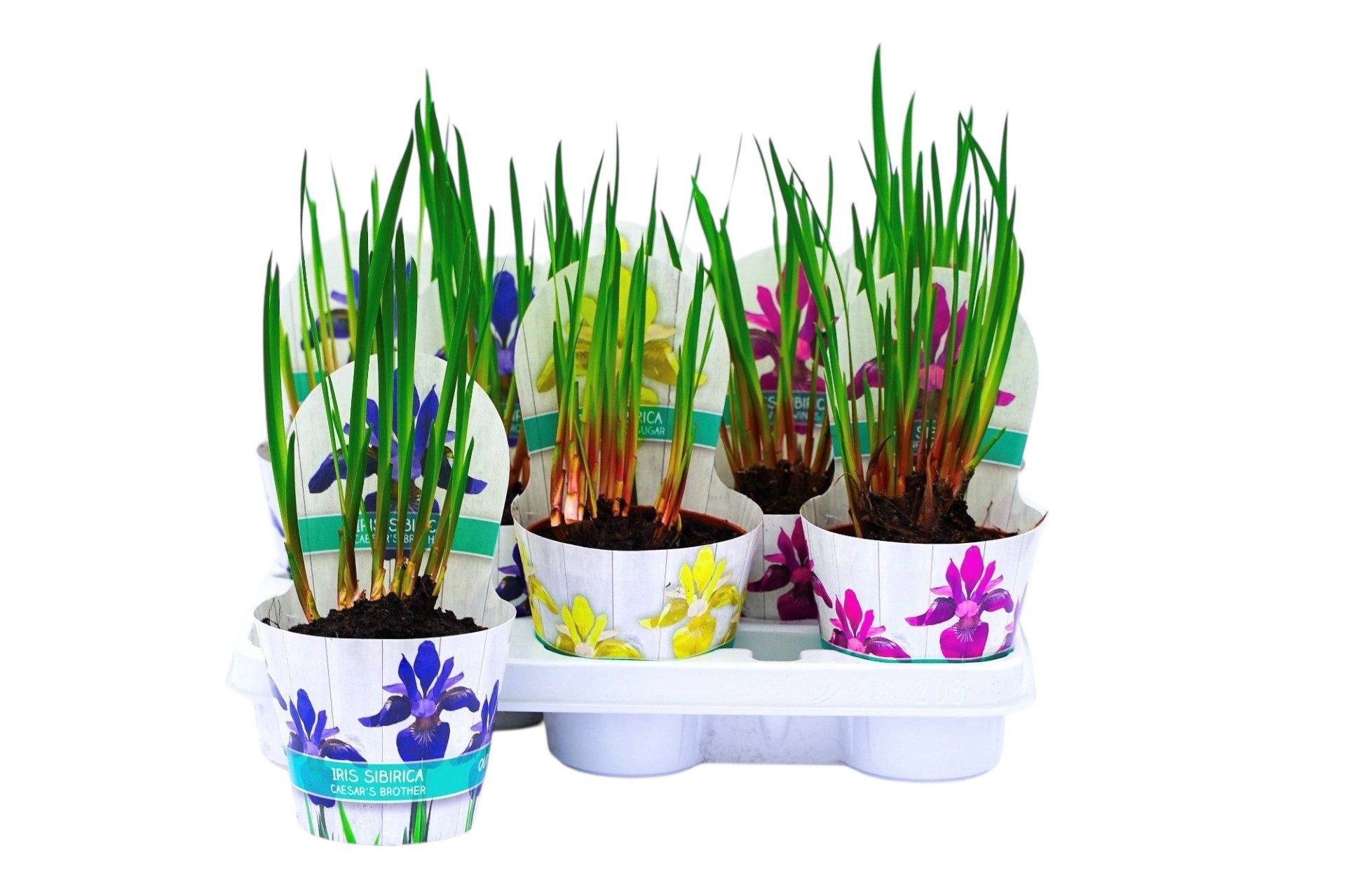 Горшечные цветы и растения оптом Iris Sibirica от 8шт из Голландии с доставкой по России