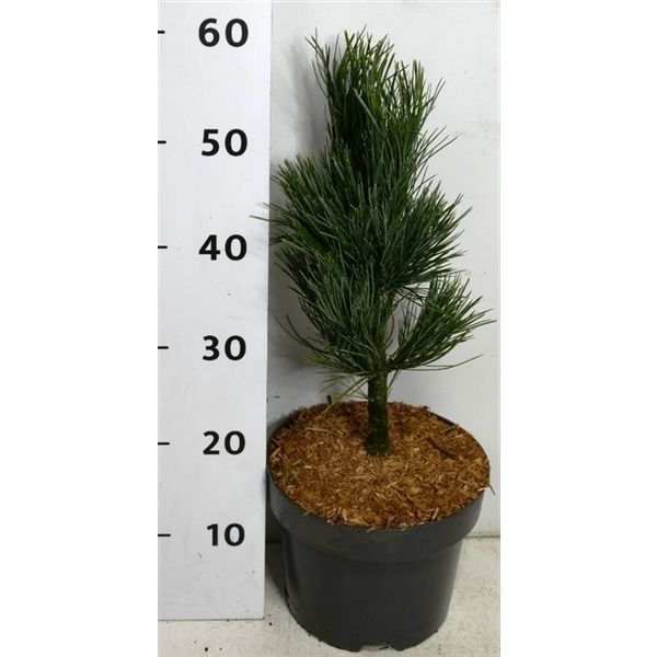 Горшечные цветы и растения оптом Pinus Cembra Glauca от 1шт из Голландии с доставкой по России