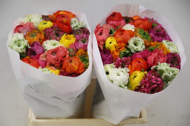 Срезанные цветы оптом Ranunculus pon pon rainbow mix от 60шт из Голландии с доставкой по России