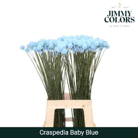 Срезанные цветы оптом Craspedia paint blue light от 50шт из Голландии с доставкой по России