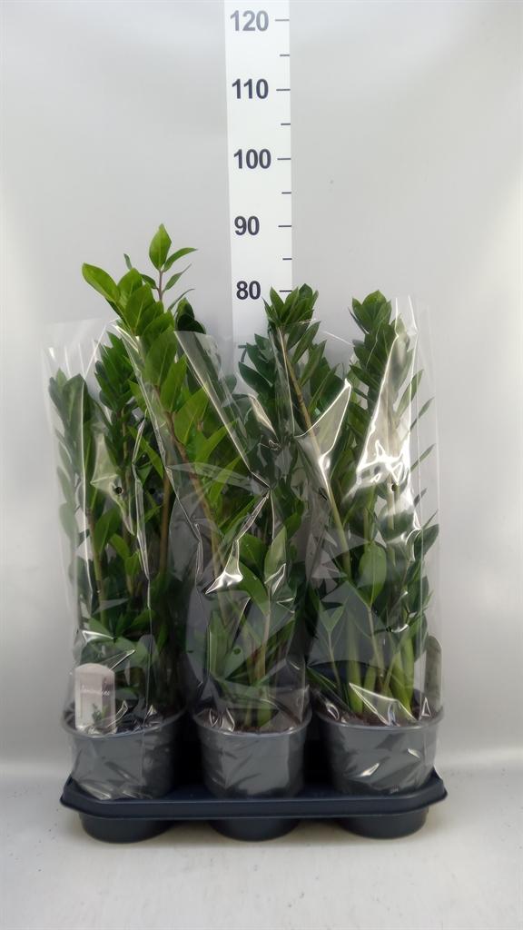 Горшечные цветы и растения оптом Zamioculcas Zamiifolia от 3шт из Голландии с доставкой по России