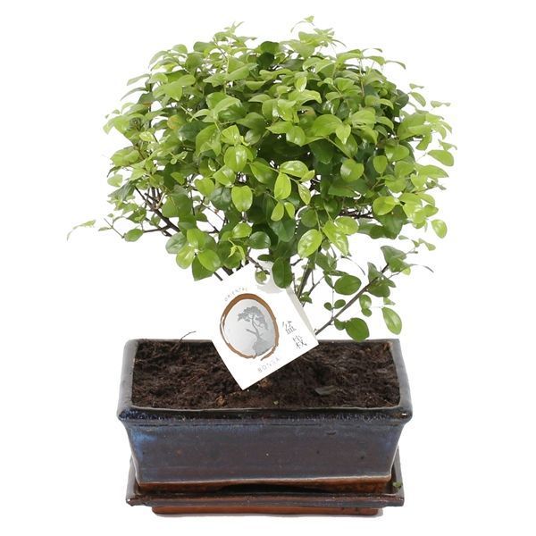 Горшечные цветы и растения оптом Bonsai Sageretia In Ceramic Ball Shape Wit от 6шт из Голландии с доставкой по России