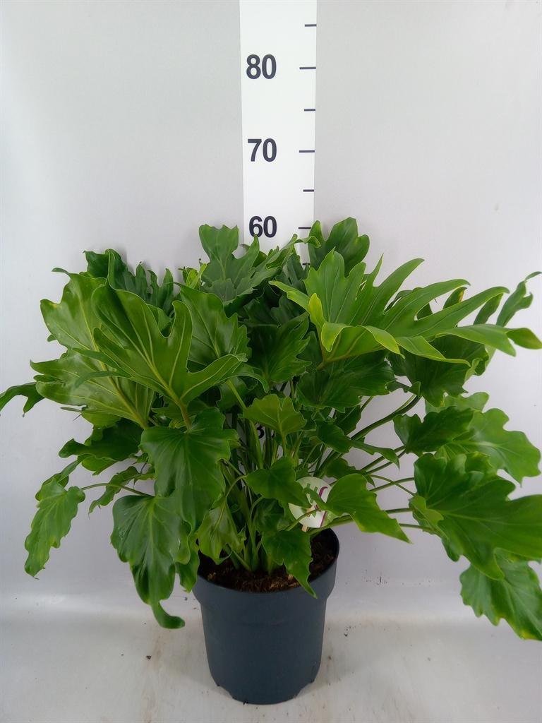 Горшечные цветы и растения оптом Philodendron Bipinn. little Hope от 1шт из Голландии с доставкой по России