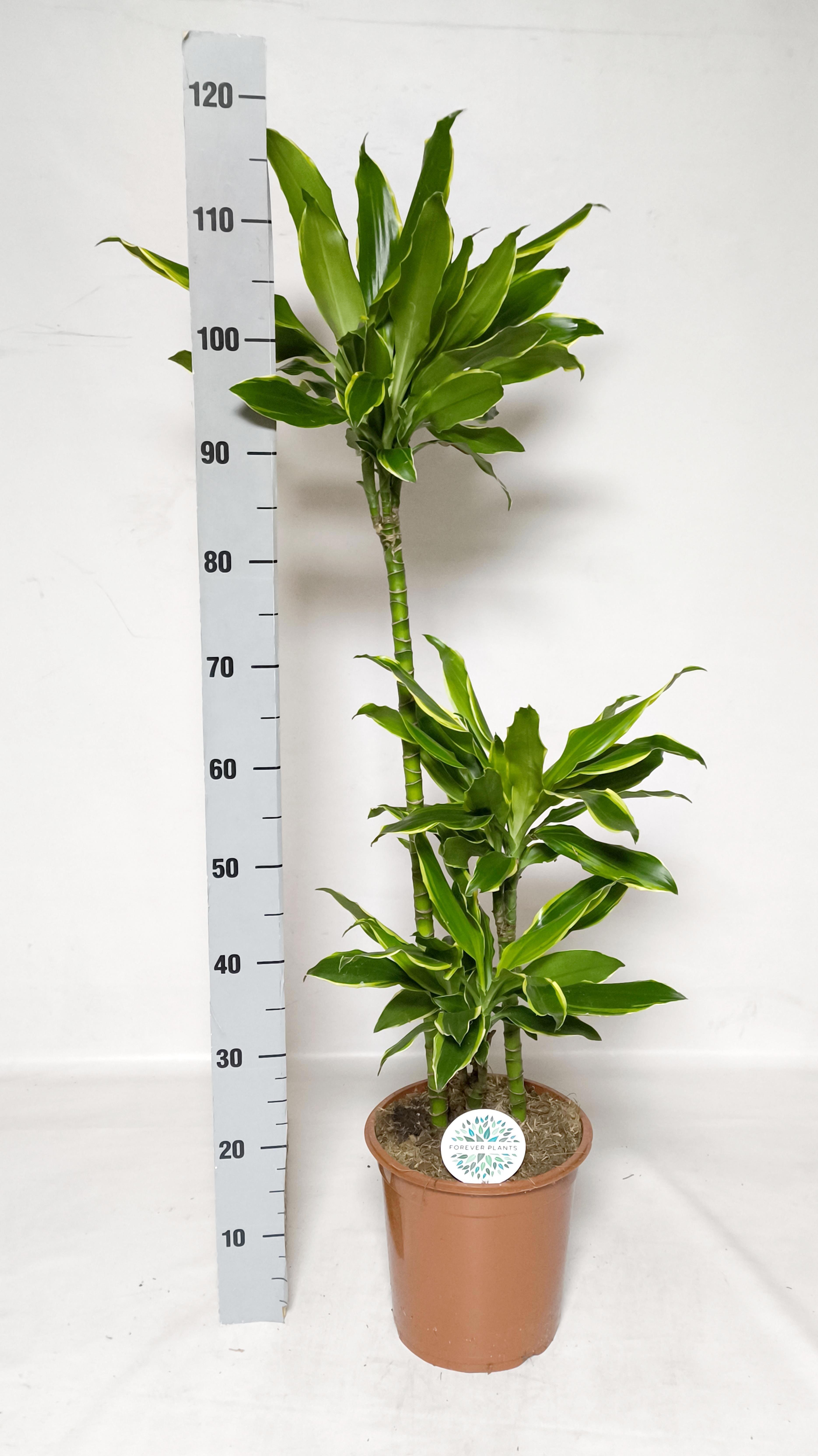 Горшечные цветы и растения оптом Dra Frag Gold Coast от 1шт из Голландии с доставкой по России