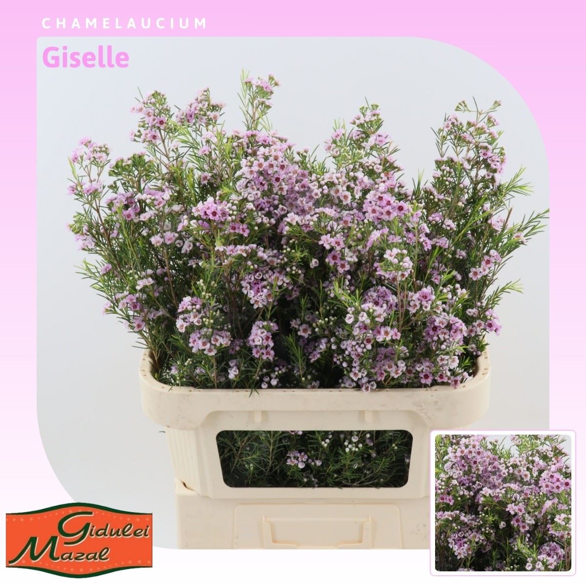 Срезанные цветы оптом Chamelaucium giselle от 25шт из Голландии с доставкой по России