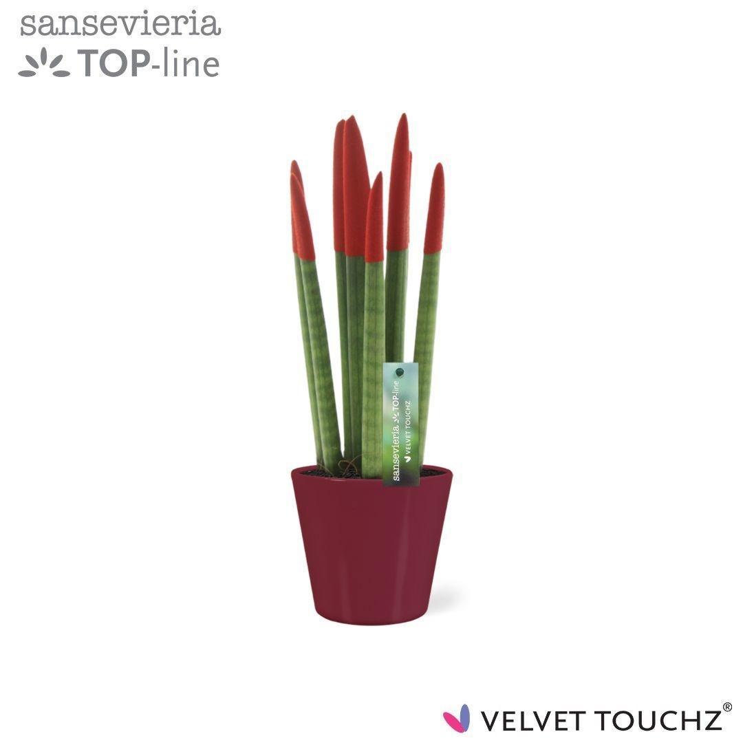 Горшечные цветы и растения оптом Sansevieria Cylindrica от 11шт (для телеги) из Голландии с доставкой по России