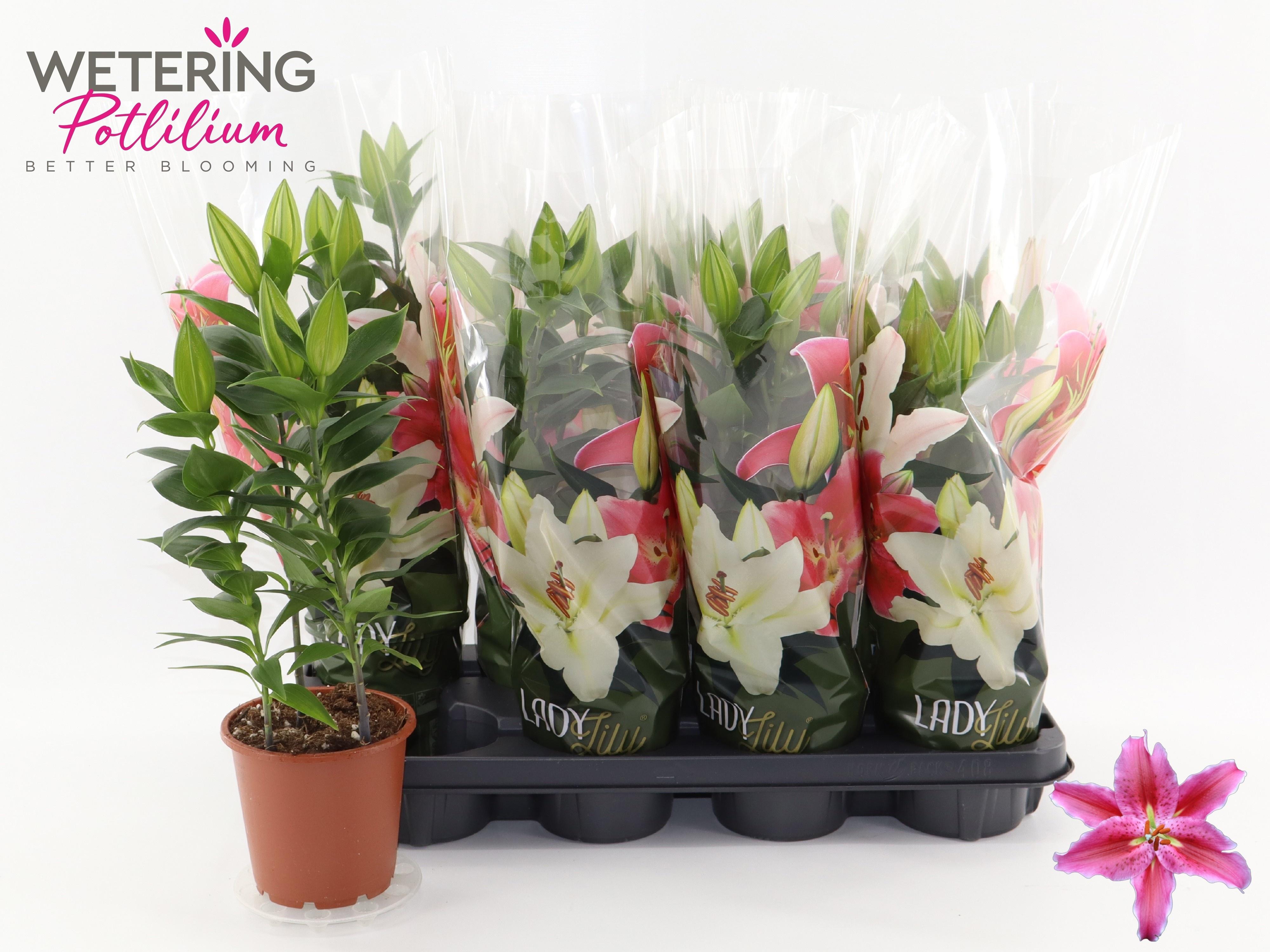 Горшечные цветы и растения оптом Lil Or Sun Martiniqu от 8шт из Голландии с доставкой по России