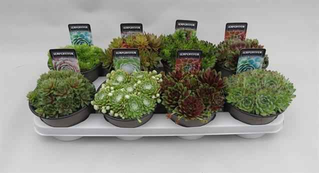 Горшечные цветы и растения оптом Sempervivum Mix от 8шт из Голландии с доставкой по России