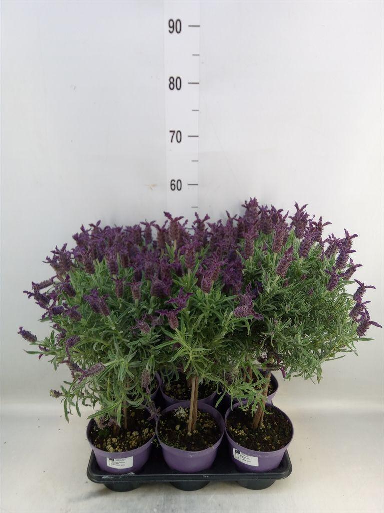 Горшечные цветы и растения оптом Lavandula Stoec. от 6шт из Голландии с доставкой по России