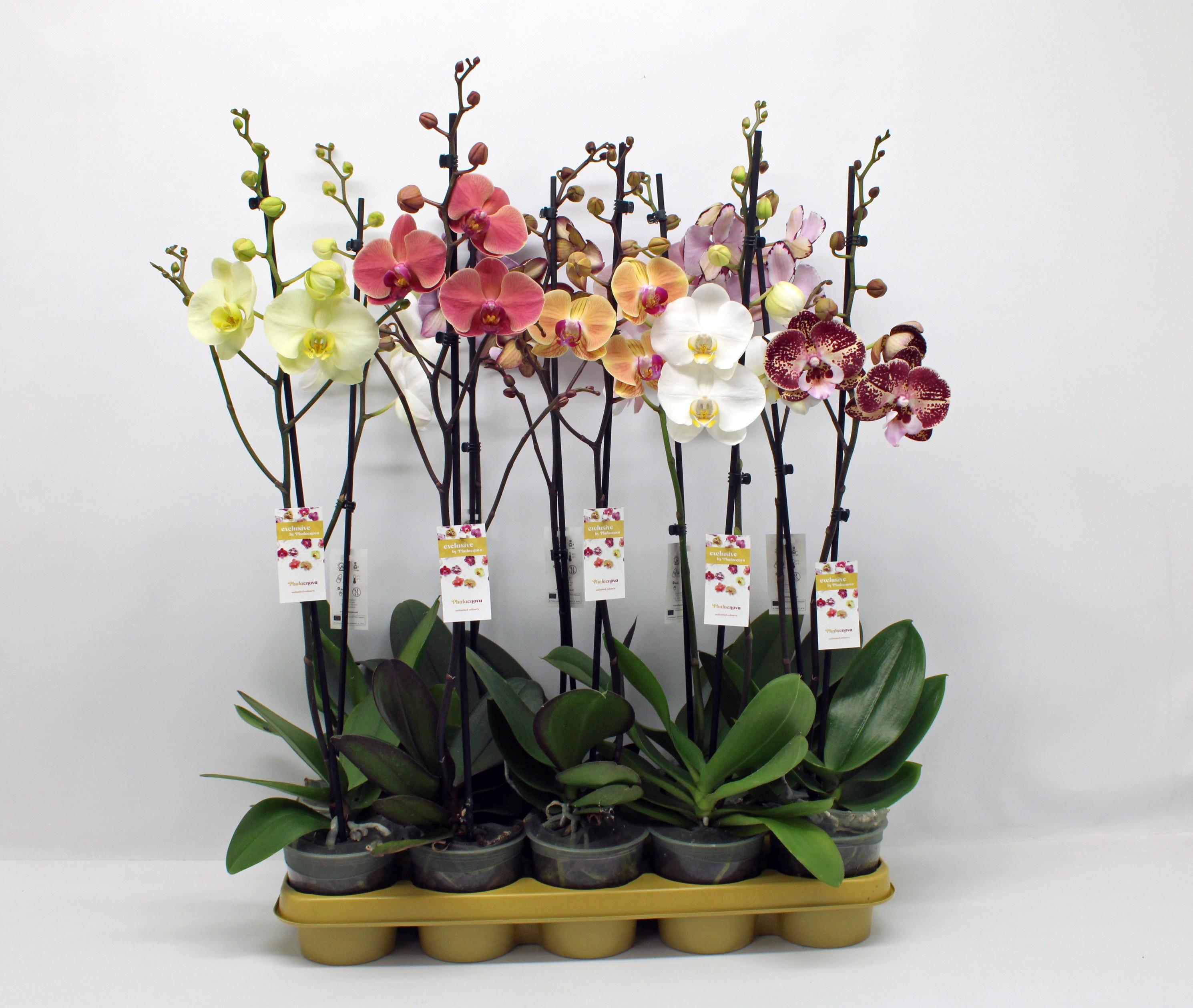 Горшечные цветы и растения оптом Phal 1st Mix 9+ Budget (phalaenova) от 10шт из Голландии с доставкой по России