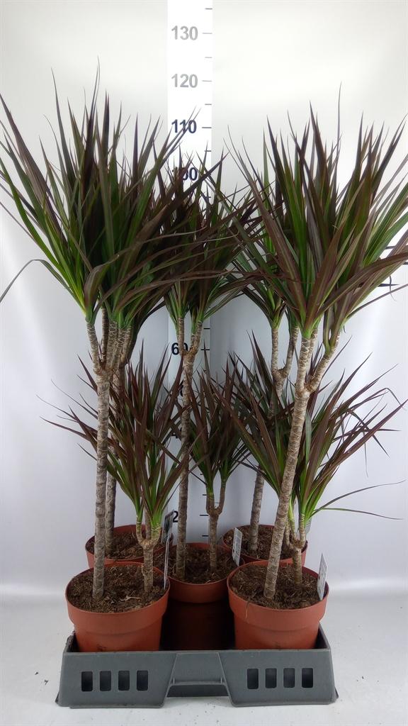 Горшечные цветы и растения оптом Dracaena Marg. magenta от 5шт из Голландии с доставкой по России