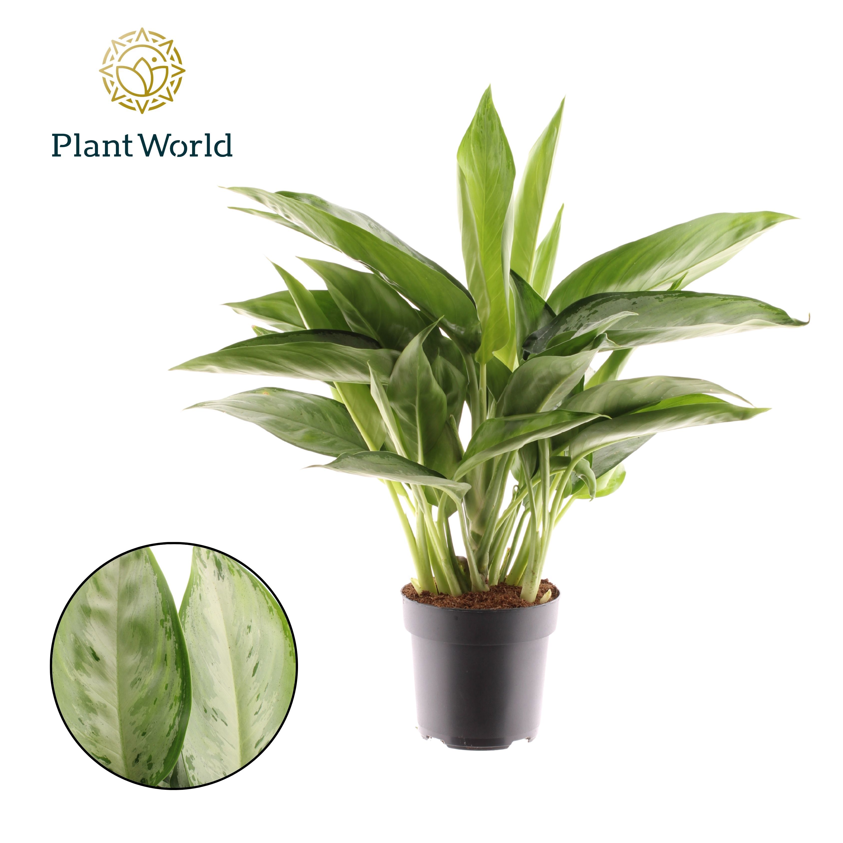 Горшечные цветы и растения оптом Aglaonema Silverado от 6шт из Голландии с доставкой по России