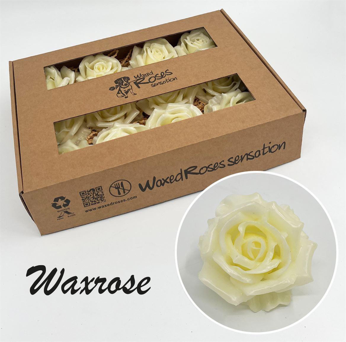 Срезанные цветы оптом Rosa large silk wax cream от 12шт из Голландии с доставкой по России