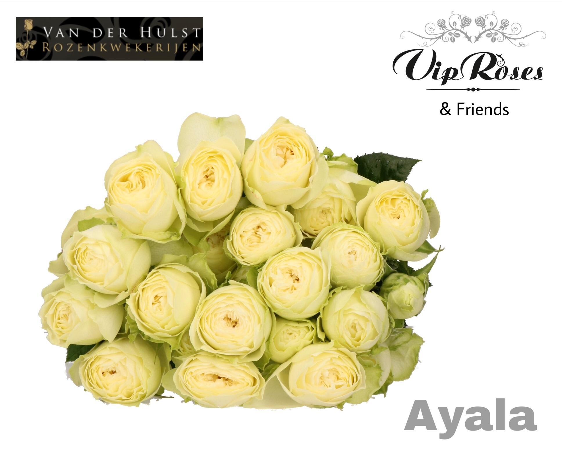 Срезанные цветы оптом Rosa spray ayala! от 20шт из Голландии с доставкой по России