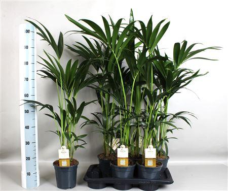Горшечные цветы и растения оптом Howea Forsteriana (kentia) 4 Pit 80 от 6шт из Голландии с доставкой по России