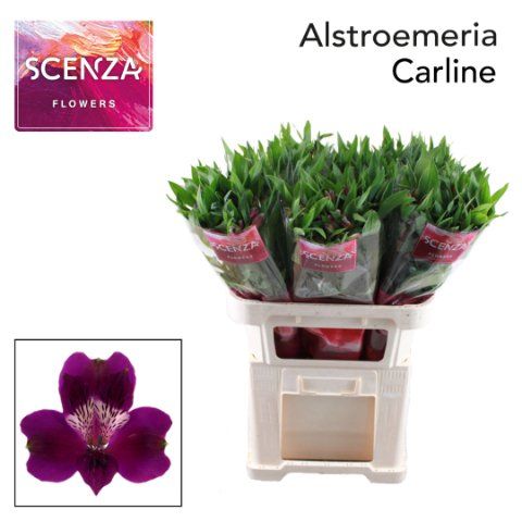 Срезанные цветы оптом Alstroemeria carline от 60шт из Голландии с доставкой по России