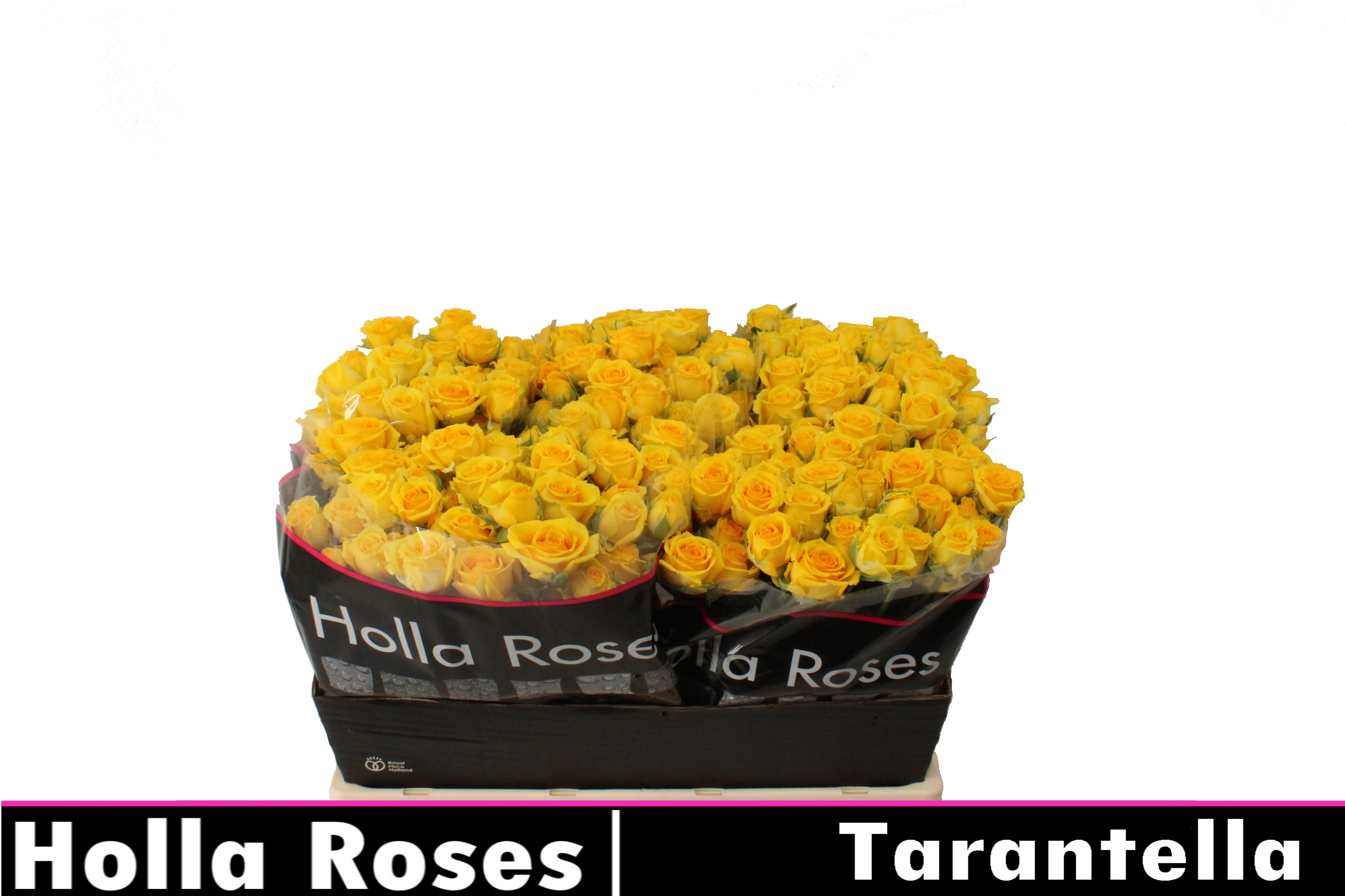 Срезанные цветы оптом Rosa spray tarantella от 50шт из Голландии с доставкой по России