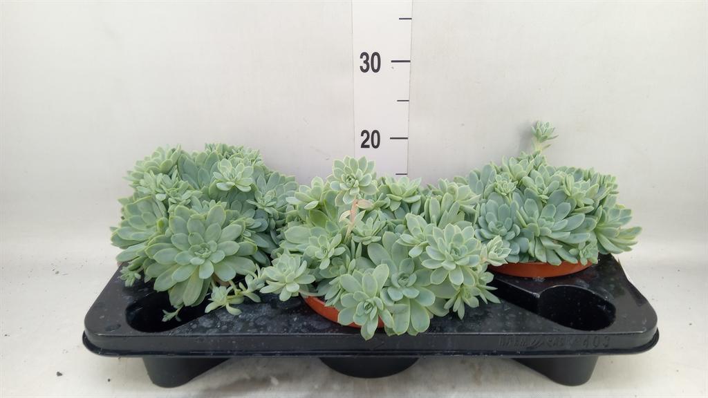 Горшечные цветы и растения оптом Echeveria Elegans от 3шт из Голландии с доставкой по России