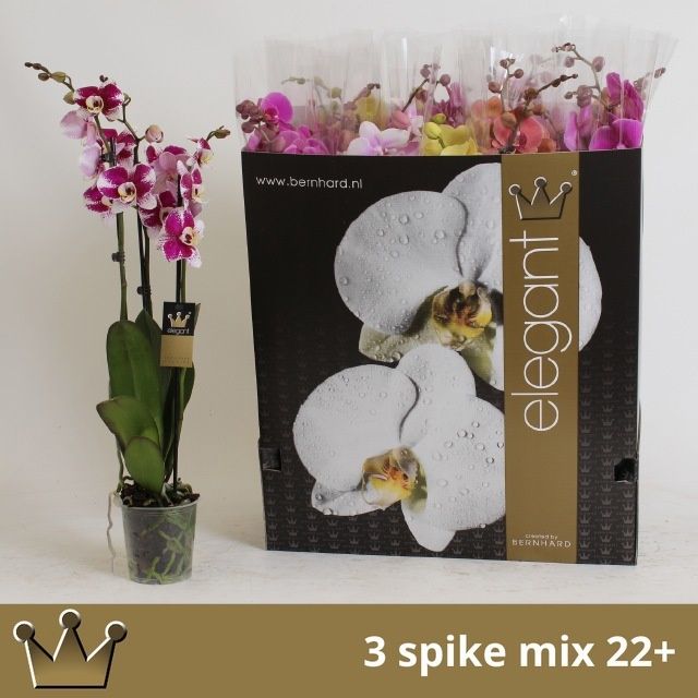 Горшечные цветы и растения оптом Phal Gem 7 Kl от 12шт из Голландии с доставкой по России