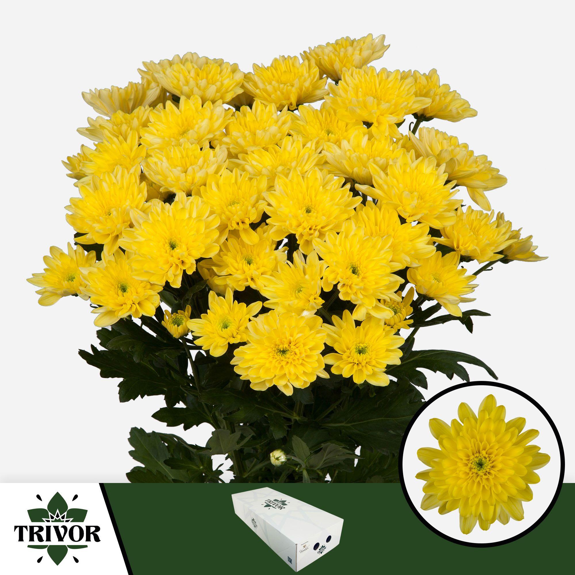 Срезанные цветы оптом Chrys sp baltica yellow от 160шт из Голландии с доставкой по России