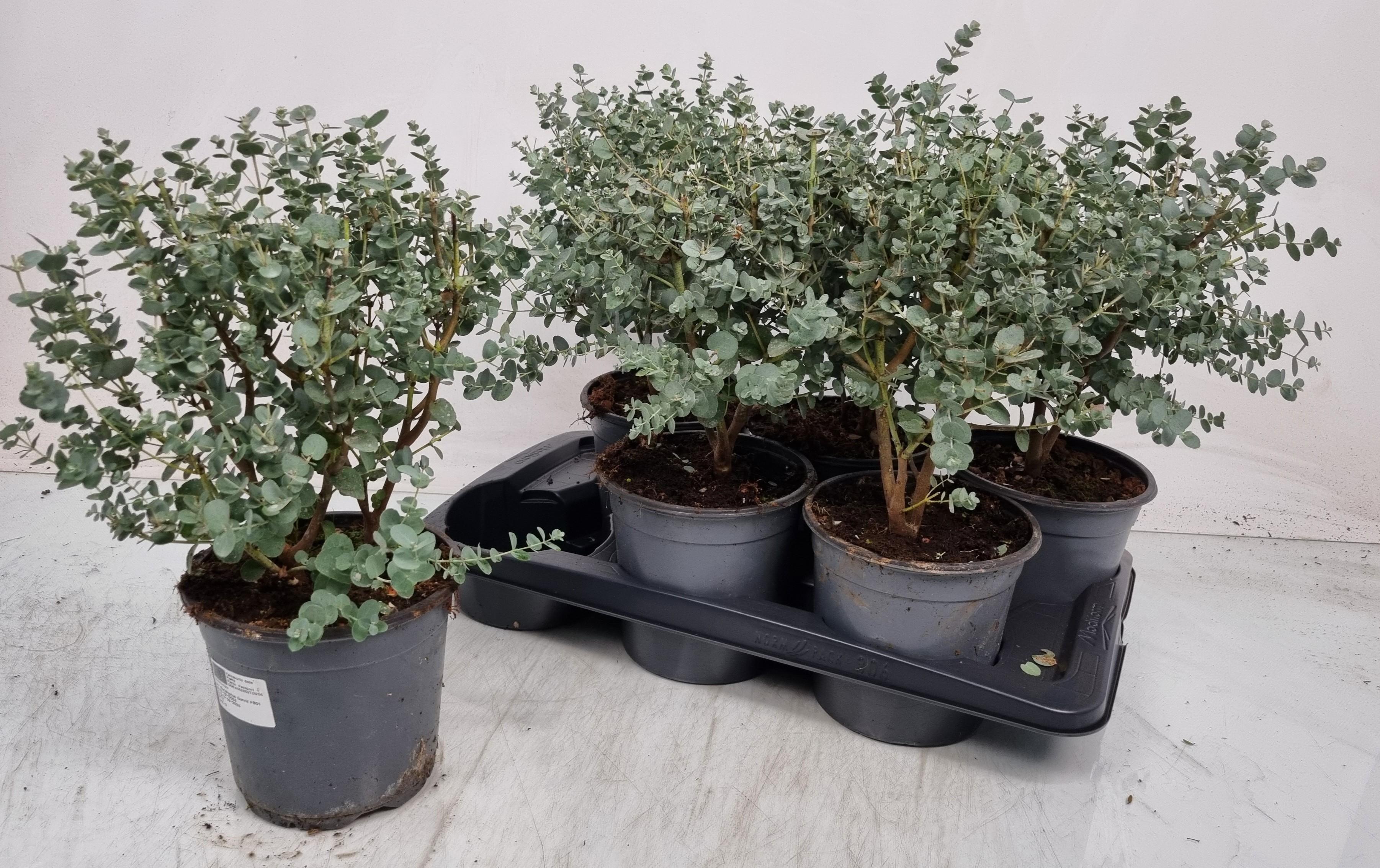 Горшечные цветы и растения оптом Eucal Gunnii от 6шт из Голландии с доставкой по России