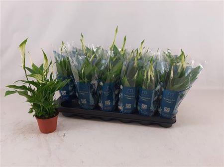 Горшечные цветы и растения оптом Spath Chopin 3+ от 18шт (для телеги) из Голландии с доставкой по России