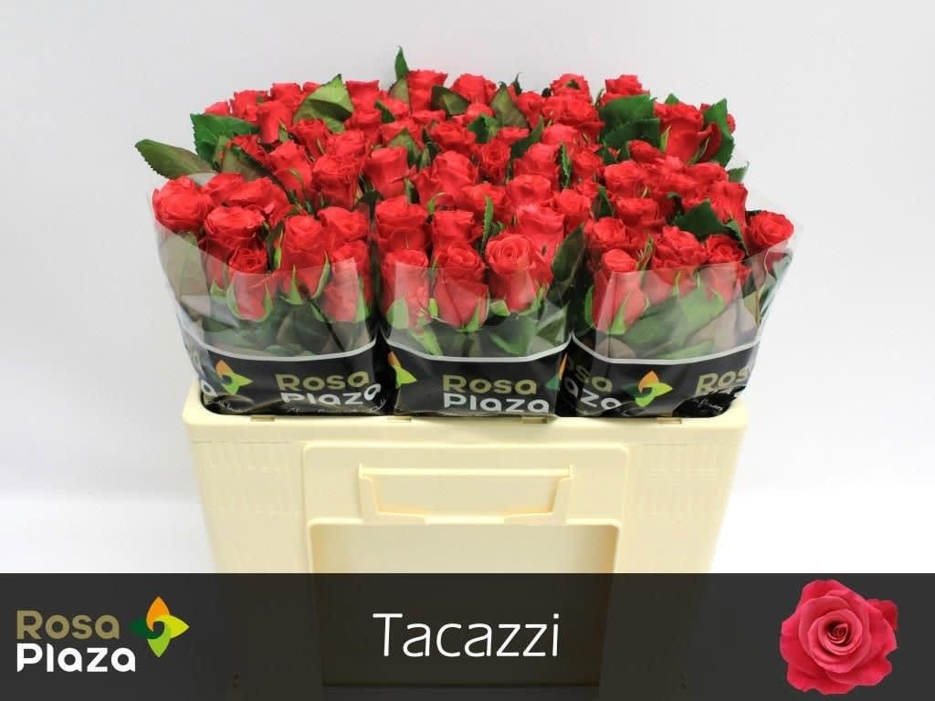 Срезанные цветы оптом Rosa large tacazzi+ от 80шт из Голландии с доставкой по России