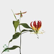 Срезанные цветы оптом Gloriosa rothschildiana от 40шт из Голландии с доставкой по России