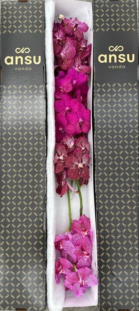 Срезанные цветы оптом Vanda mix pink per stem A от 8шт из Голландии с доставкой по России
