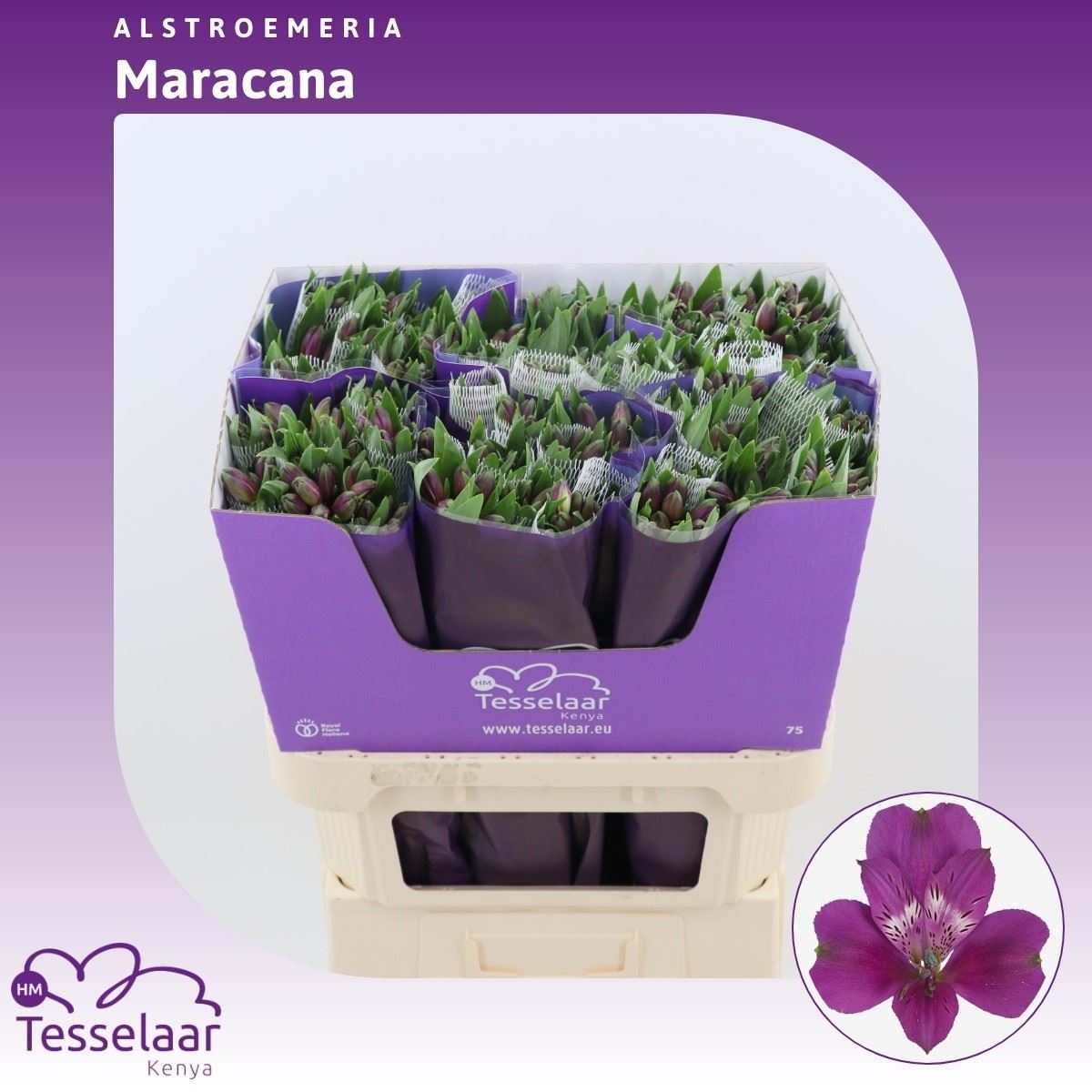Срезанные цветы оптом Alstroemeria maracana от 60шт из Голландии с доставкой по России