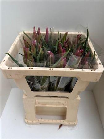 Срезанные цветы оптом Tulipa li ballade от 25шт из Голландии с доставкой по России