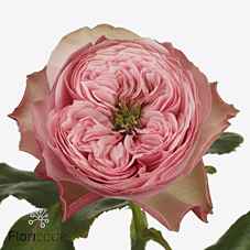 Срезанные цветы оптом Rosa la garden northanger abbey от 20шт из Голландии с доставкой по России