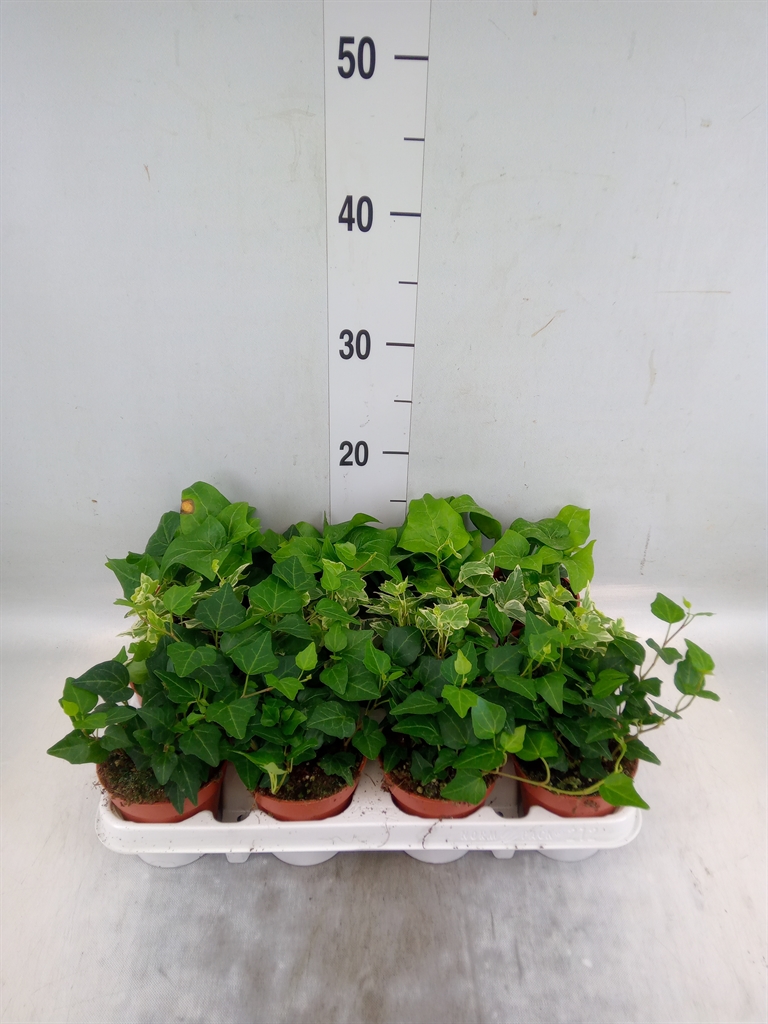 Горшечные цветы и растения оптом Hedera   ...mix от 12шт (для телеги) из Голландии с доставкой по России