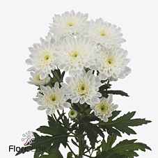 Срезанные цветы оптом Chrys sp altaj от 140шт из Голландии с доставкой по России