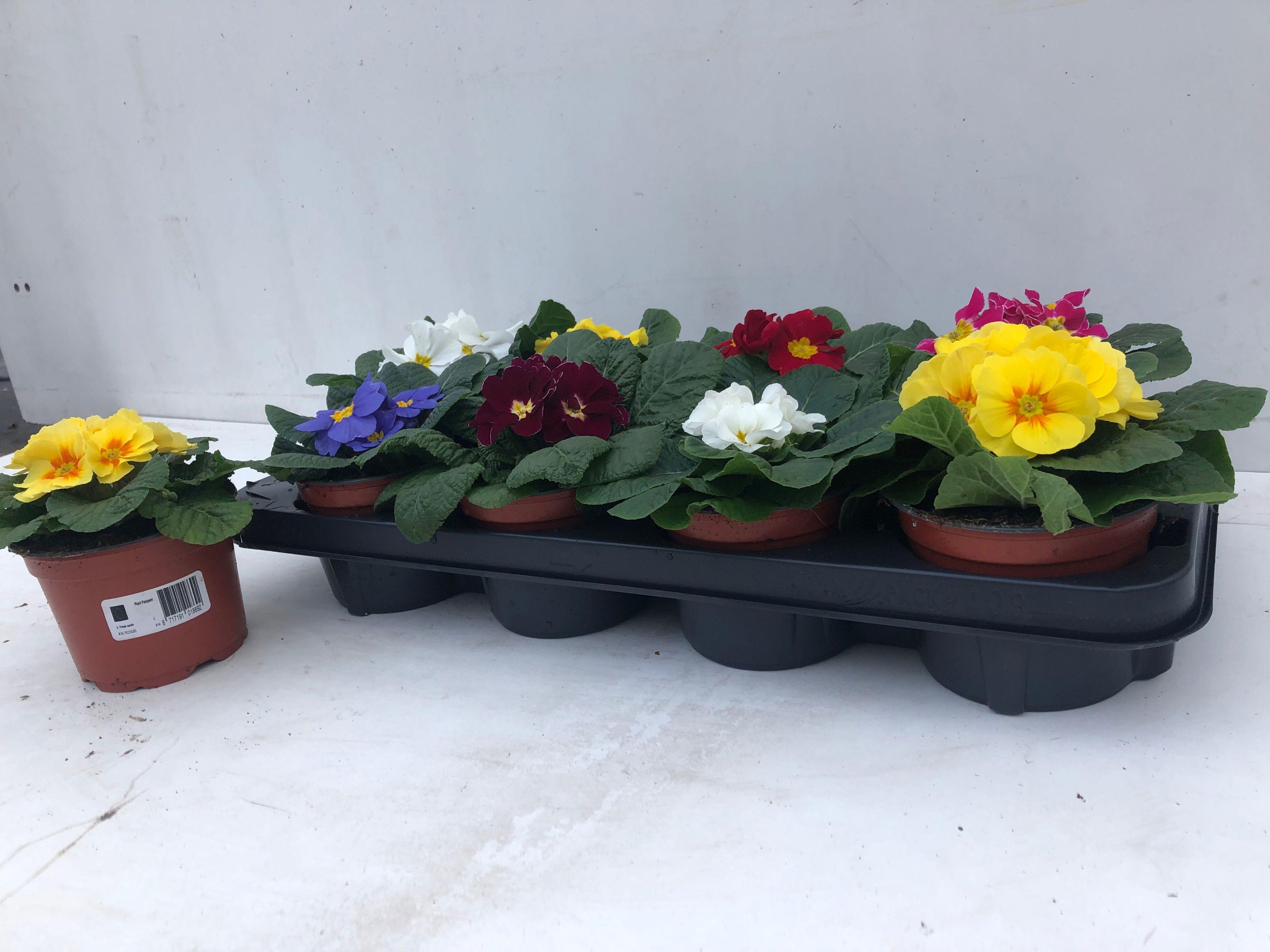 Горшечные цветы и растения оптом Prim Ac Bonneli Gem от 8шт из Голландии с доставкой по России