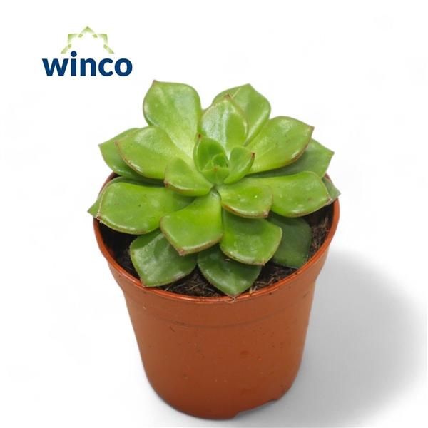 Горшечные цветы и растения оптом Echeveria Affinus от 20шт (для телеги) из Голландии с доставкой по России