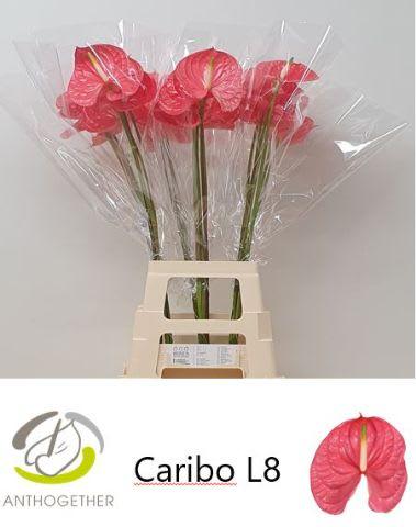 Срезанные цветы оптом Anthurium caribo от 20шт из Голландии с доставкой по России