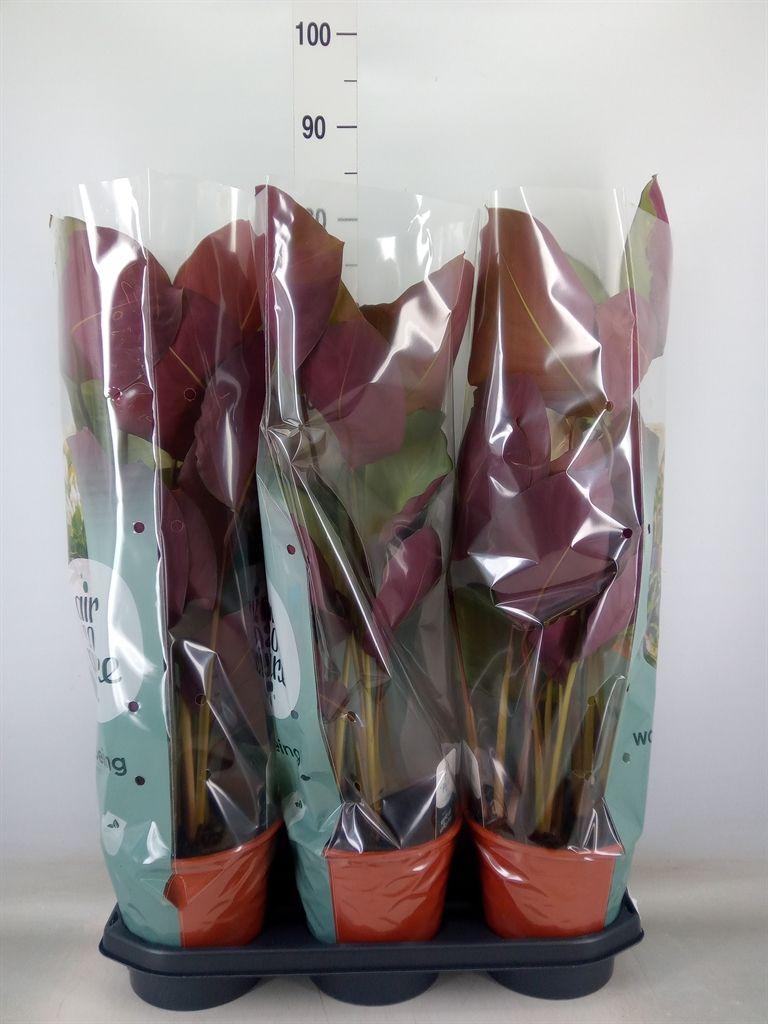 Горшечные цветы и растения оптом Calathea   ... от 3шт из Голландии с доставкой по России