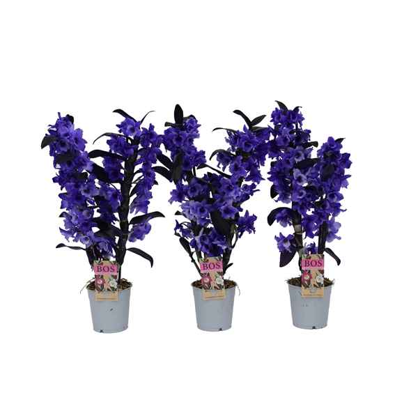 Горшечные цветы и растения оптом Dendr Nob 2st Painted Purple (inject) от 6шт из Голландии с доставкой по России