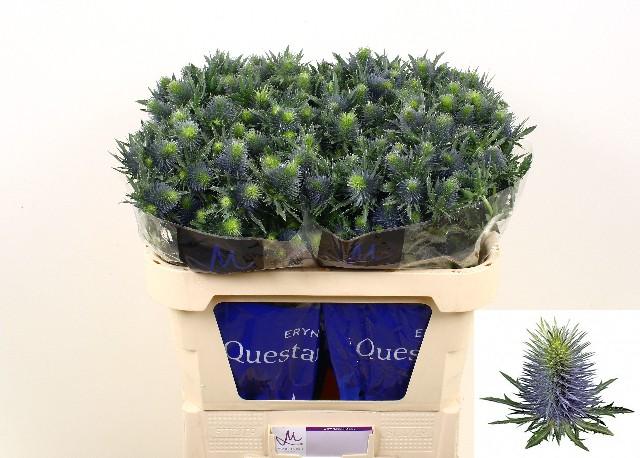 Срезанные цветы оптом Eryngium supernova от 30шт из Голландии с доставкой по России