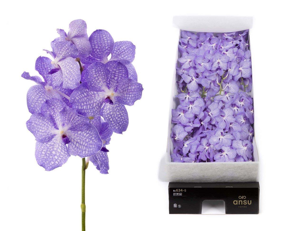 Срезанные цветы оптом Statice silvery sun birds от 50шт.. из Голландии с доставкой по России