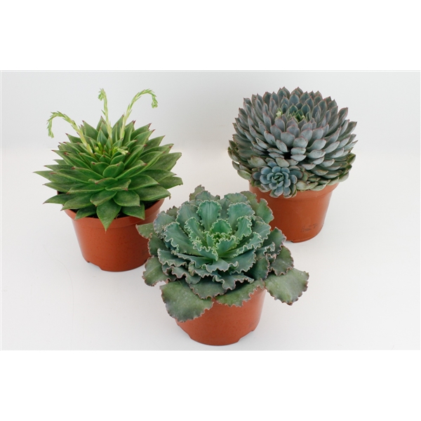 Горшечные цветы и растения оптом Echeveria Mix от 3шт из Голландии с доставкой по России