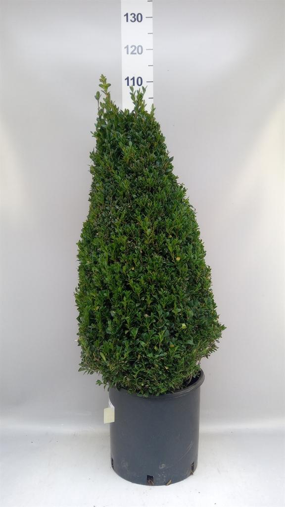 Горшечные цветы и растения оптом Buxus Semp. ... от 1шт из Голландии с доставкой по России Горшечные цветы и растения оптом Buxus Semp. ... от 1шт из Голландии с доставкой по России