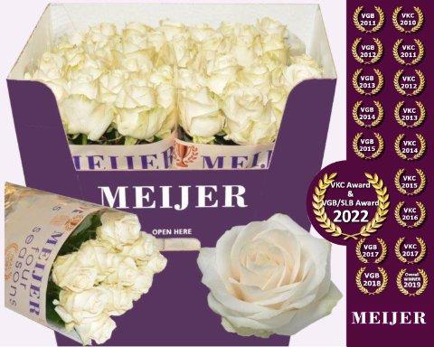 Срезанные цветы оптом Rosa large four seasons+ от 40шт из Голландии с доставкой по России